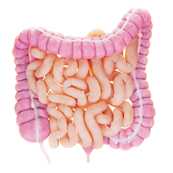 A Tarpeyo pill capsule inside human intestines