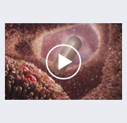 A video thumbnail titled "MOA Video," providing a concise, informative video on TAPPEYO’s mechanism of action.