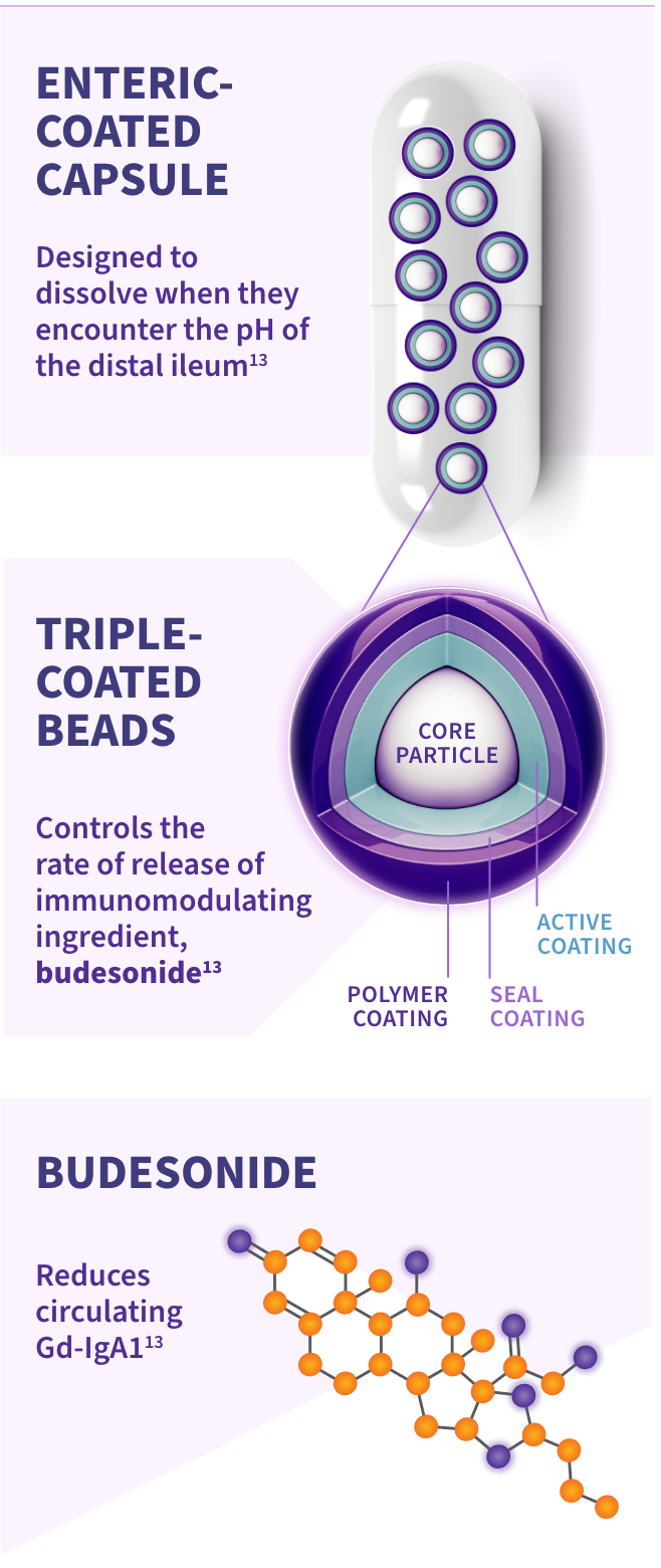 A graphic illustrating the proprietary TARPEYO technology and its components: On the left, it shows the immunomodulating active ingredient, Budesonide, with its molecular structure depicted. In the center, it highlights the triple-coated beads designed to help control the rate of release. On the right, it shows the enteric coat for delayed release, with an illustration of a capsule containing these beads (4 mg per capsule).